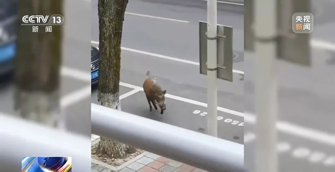 列车撞上野猪，机械师查看被撞身亡！多地野猪“下山进城”，怎么防？