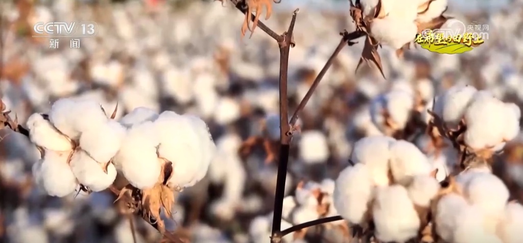“智”绘“丰”景 穰穰满家 科技赋能为希望的田野绘就稻香金秋 “智”绘“丰”景 穰穰满家 科技赋能为希望的田野绘就稻香金秋