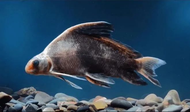 重庆男子钓起“牢底坐穿鱼”，一分钟就放生！鱼：我放过你了