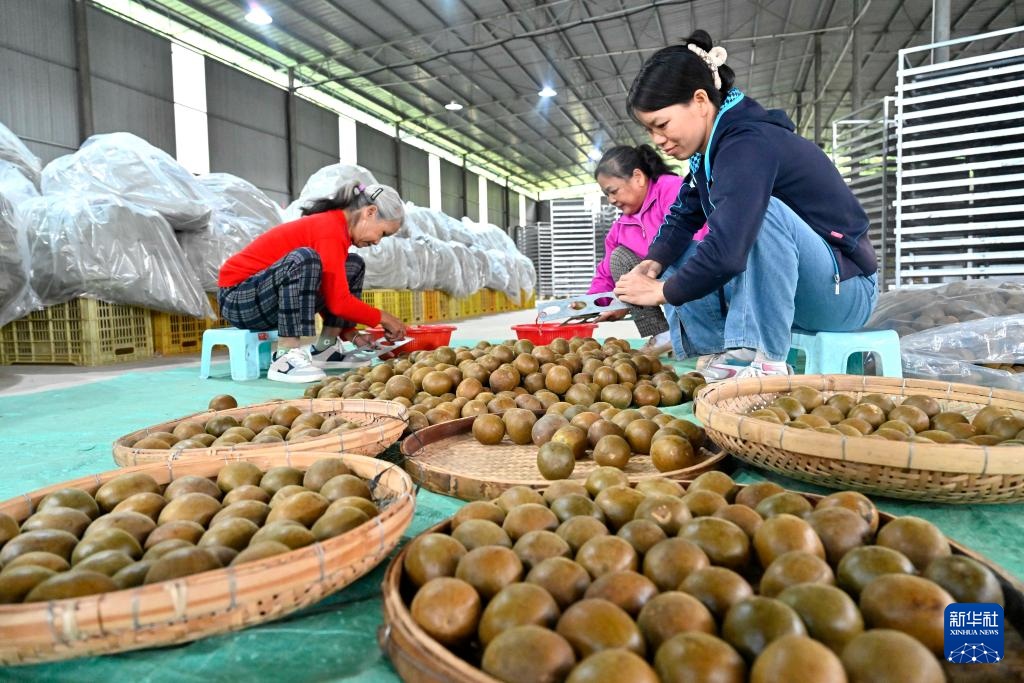 广西鹿寨：发展中药材产业 促进村民增收