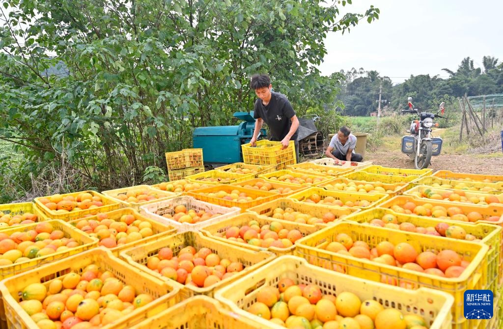 广西鹿寨：发展中药材产业 促进村民增收