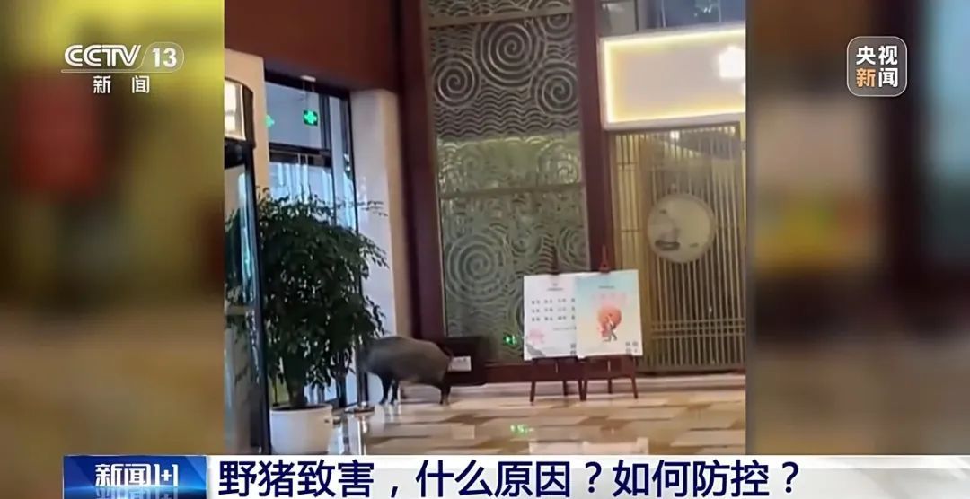 撞列车、闯店铺、狂飙伤人……野猪为何“泛滥成灾”? 撞列车、闯店铺、狂飙伤人……野猪为何“泛滥成灾”?