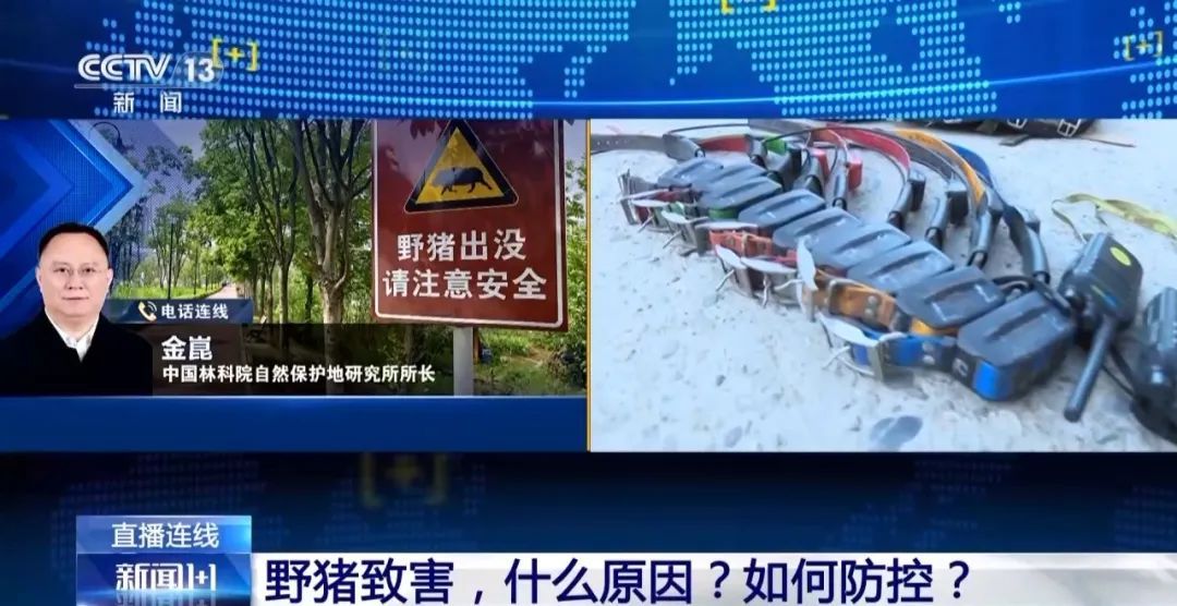 撞列车、闯店铺、狂飙伤人……野猪为何“泛滥成灾”? 撞列车、闯店铺、狂飙伤人……野猪为何“泛滥成灾”?