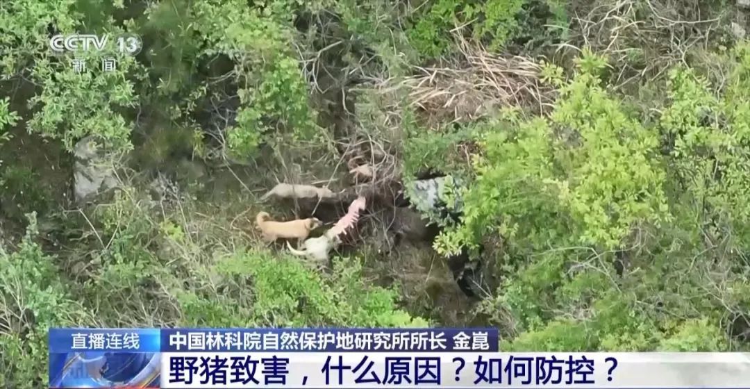 列车撞上野猪，机械师查看被撞身亡！多地野猪“下山进城”，怎么防？