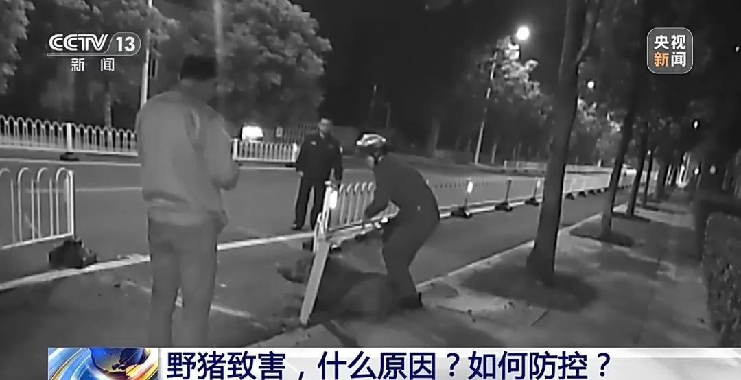 撞列车、闯店铺、狂飙伤人……野猪为何“泛滥成灾”? 撞列车、闯店铺、狂飙伤人……野猪为何“泛滥成灾”?