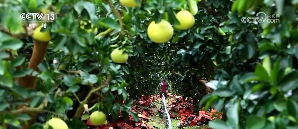 “智”绘“丰”景 穰穰满家 科技赋能为希望的田野绘就稻香金秋 “智”绘“丰”景 穰穰满家 科技赋能为希望的田野绘就稻香金秋