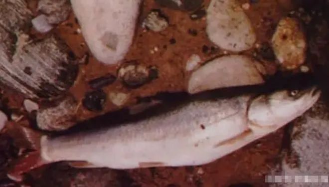 重庆男子钓起“牢底坐穿鱼”，一分钟就放生！鱼：我放过你了