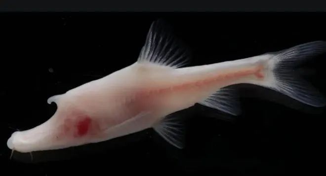 重庆男子钓起“牢底坐穿鱼”，一分钟就放生！鱼：我放过你了