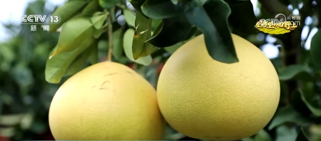 “智”绘“丰”景 穰穰满家 科技赋能为希望的田野绘就稻香金秋 “智”绘“丰”景 穰穰满家 科技赋能为希望的田野绘就稻香金秋