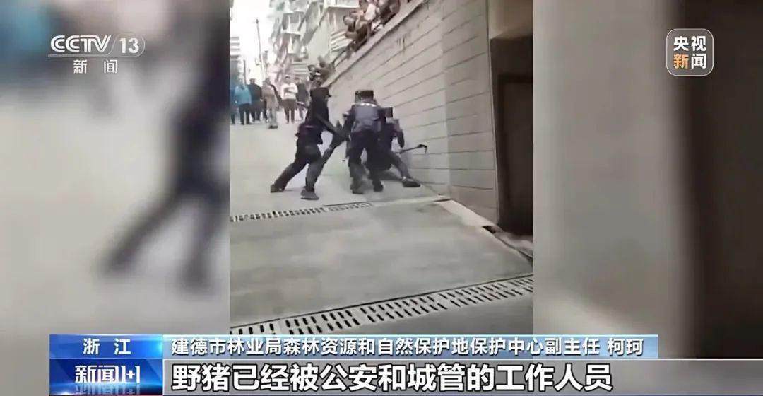 撞列车、闯店铺、狂飙伤人……野猪为何“泛滥成灾”? 撞列车、闯店铺、狂飙伤人……野猪为何“泛滥成灾”?