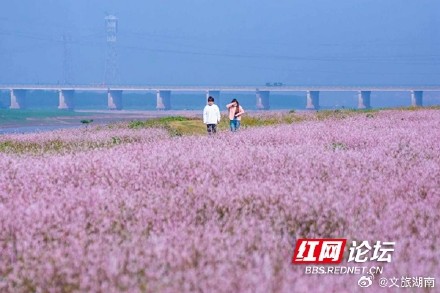 长沙这片粉色海洋你去打卡了吗