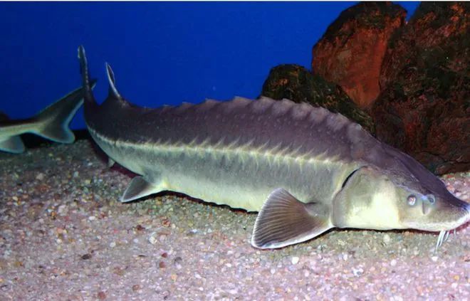 重庆男子钓起“牢底坐穿鱼”，一分钟就放生！鱼：我放过你了