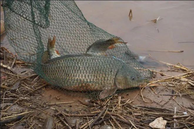 重庆男子钓起“牢底坐穿鱼”，一分钟就放生！鱼：我放过你了