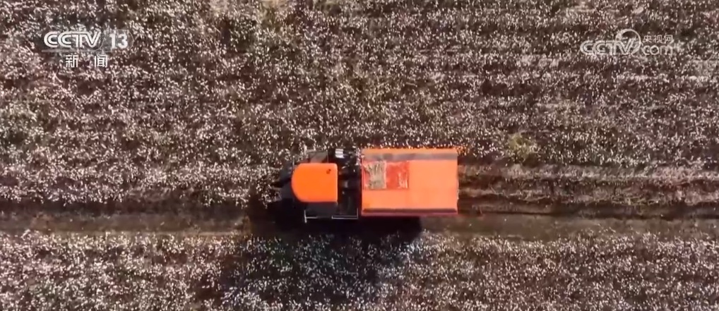 “智”绘“丰”景 穰穰满家 科技赋能为希望的田野绘就稻香金秋 “智”绘“丰”景 穰穰满家 科技赋能为希望的田野绘就稻香金秋