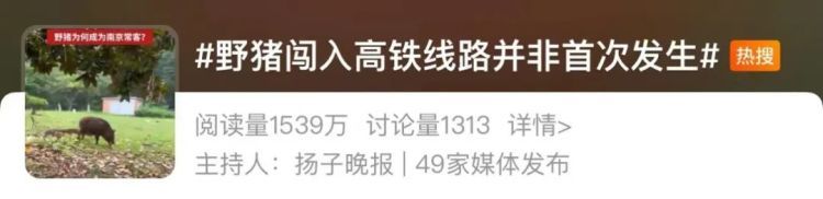致害省份已达26个！专家：善意投喂会让野猪不再怕人