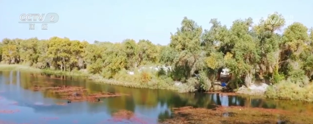 水上花海映胡杨 垛田菊花齐盛开 打卡美丽中国绚烂秋日风景