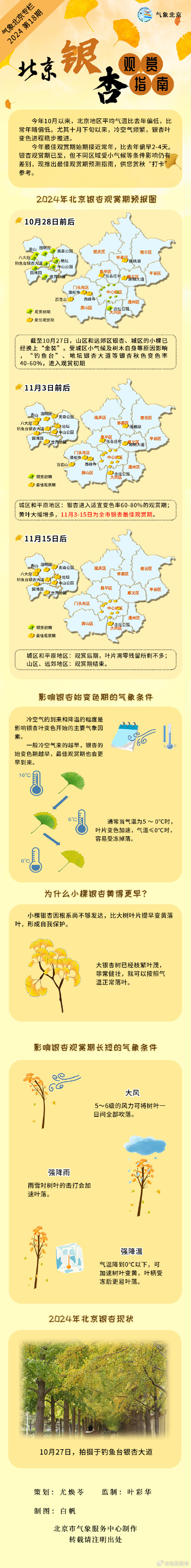 这些地方已换“金装”！2024北京银杏观赏指南来了