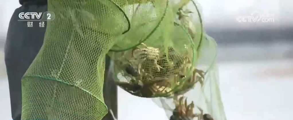 水上花海映胡杨 垛田菊花齐盛开 打卡美丽中国绚烂秋日风景