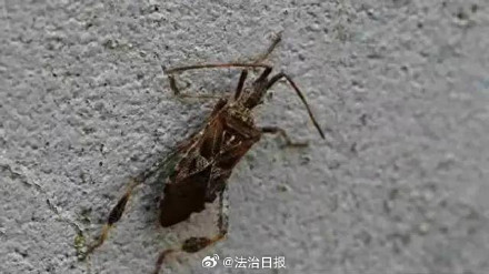 官方回应大连发现高危害性入侵昆虫大连发现的昆虫不属于高危性入侵昆虫