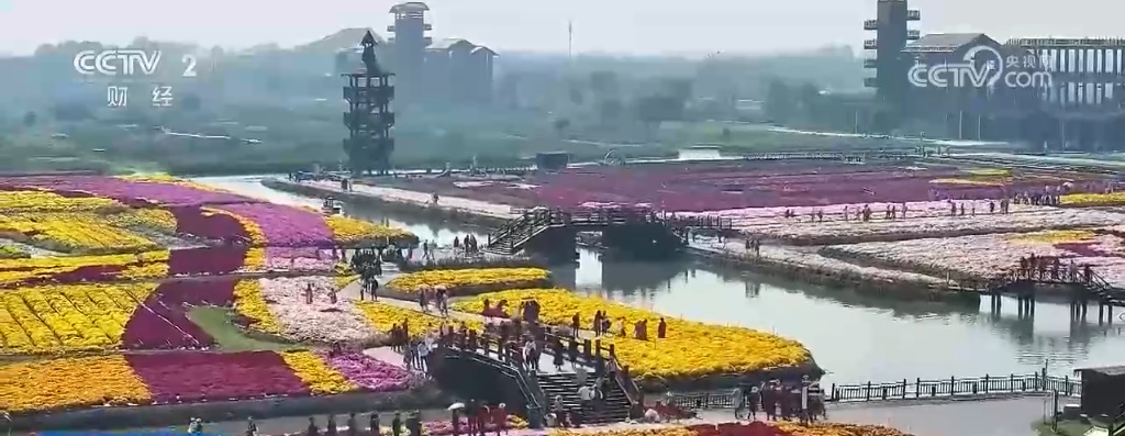 水上花海映胡杨 垛田菊花齐盛开 打卡美丽中国绚烂秋日风景
