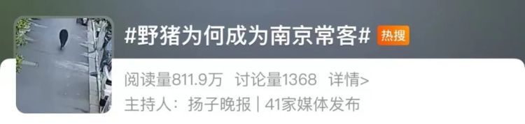 致害省份已达26个！专家：善意投喂会让野猪不再怕人
