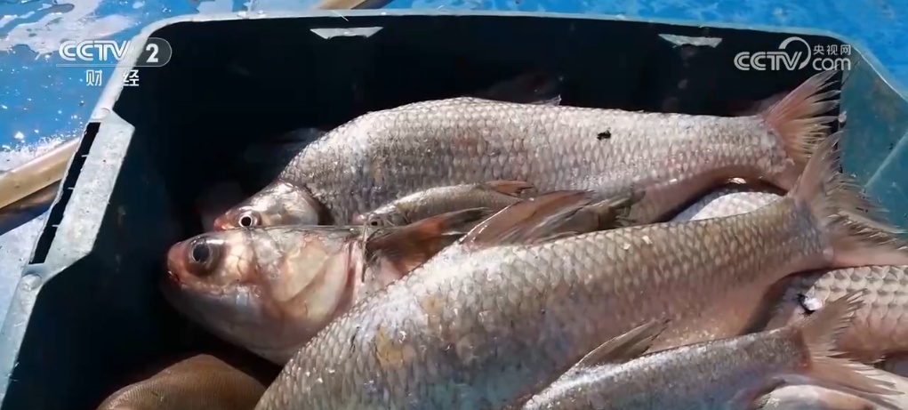 虾蹦鱼跳蟹子俏 长江靖江段水生生态修复工作“查作业” 虾蹦鱼跳蟹子俏 长江靖江段水生生态修复工作“查作业”