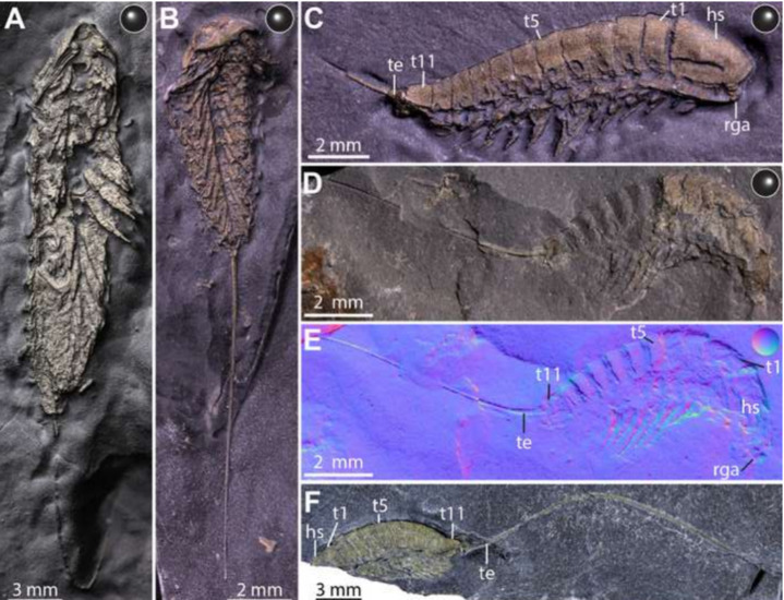 研究人员发现奥陶纪大附肢节肢动物新属种 研究人员发现奥陶纪大附肢节肢动物新属种