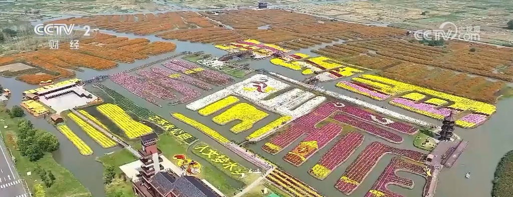 水上花海映胡杨 垛田菊花齐盛开 打卡美丽中国绚烂秋日风景