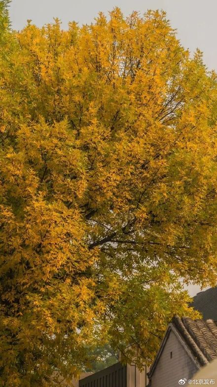 超美!北京胡同秋天浓度已达100%—— 超美!北京胡同秋天浓度已达100%——