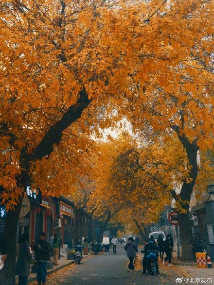 超美!北京胡同秋天浓度已达100%—— 超美!北京胡同秋天浓度已达100%——