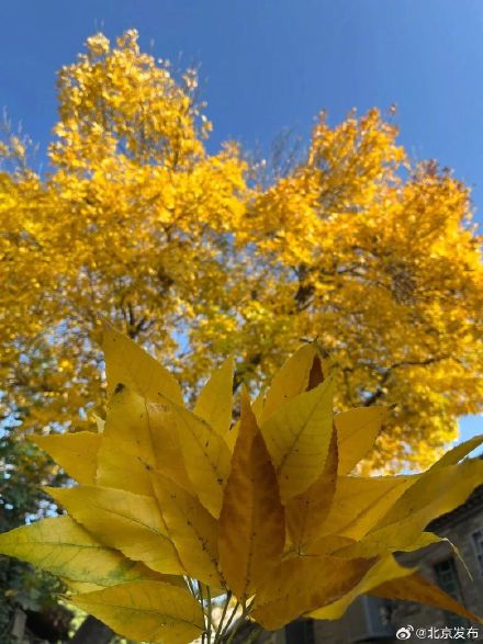 超美!北京胡同秋天浓度已达100%—— 超美!北京胡同秋天浓度已达100%——