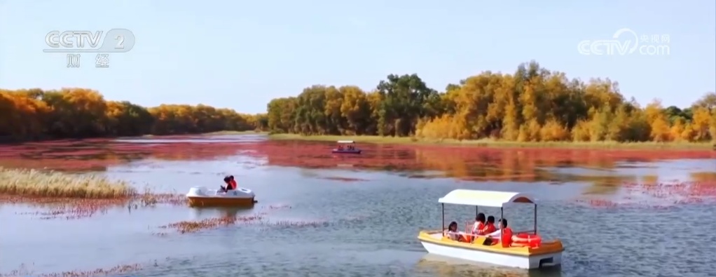 水上花海映胡杨 垛田菊花齐盛开 打卡美丽中国绚烂秋日风景
