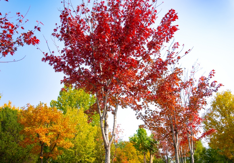快来解锁宝藏秋景!石家庄这里秋光正好 快来解锁宝藏秋景!石家庄这里秋光正好