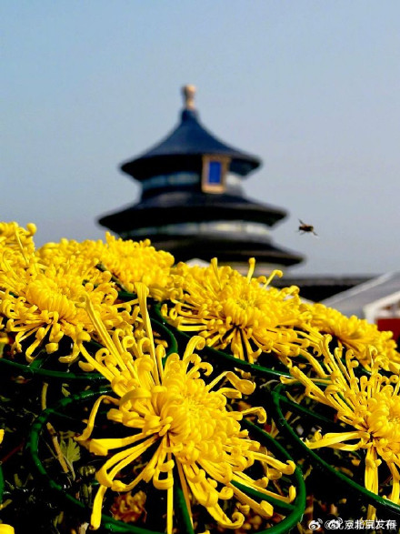 天坛公园第四十三届菊花展开幕