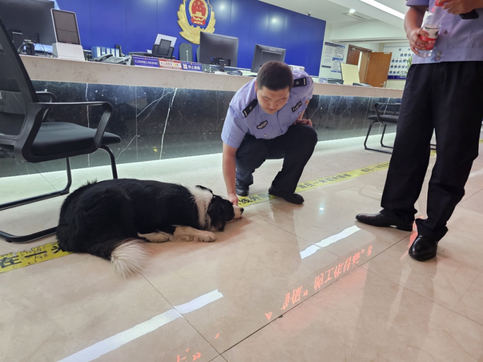 边牧走丢竟独自到派出所“报警”还留宿一晚，主人很惊喜