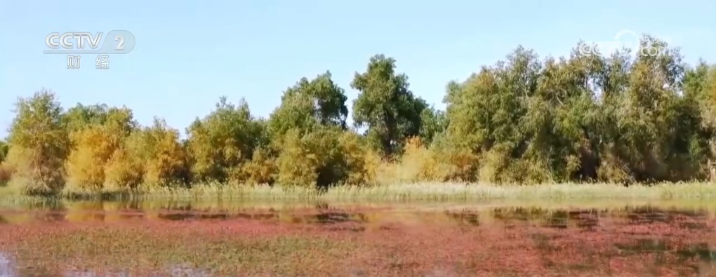 水上花海映胡杨 垛田菊花齐盛开 打卡美丽中国绚烂秋日风景