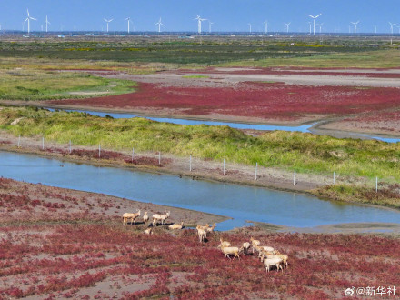 江苏东台:无人机视角看湿地红毯美如油画 江苏东台:无人机视角看湿地红毯美如油画