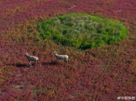 江苏东台:无人机视角看湿地红毯美如油画 江苏东台:无人机视角看湿地红毯美如油画