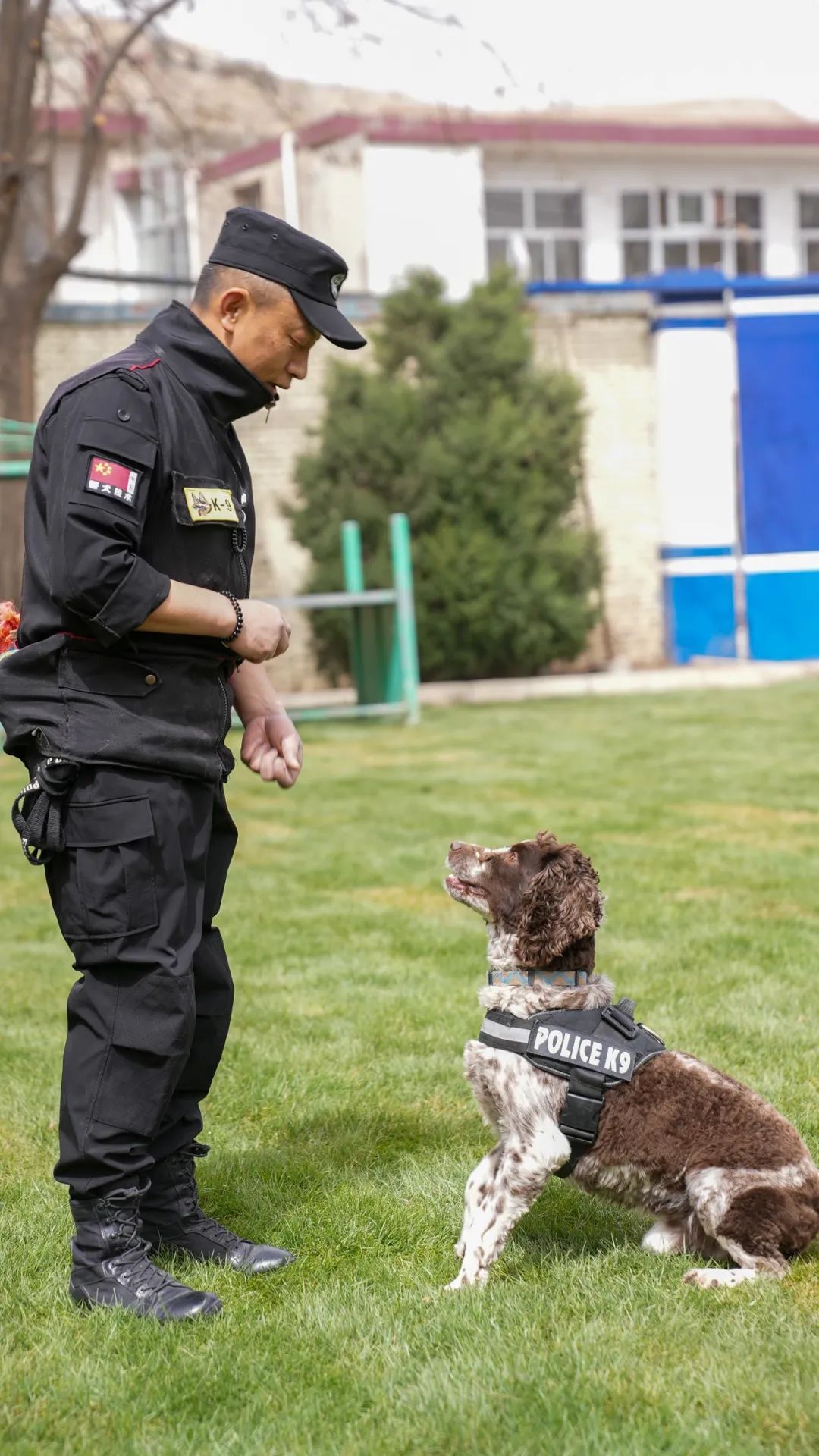 功勋犬“山药”退役临别一步三回头 网友：眼神中有千言万语