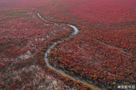 江苏东台:无人机视角看湿地红毯美如油画 江苏东台:无人机视角看湿地红毯美如油画