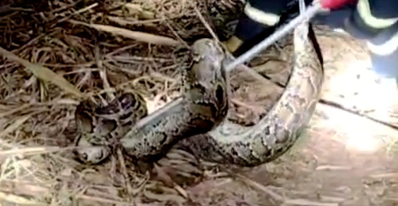 体长惊人!45斤巨蟒潜伏甘蔗地内,伺机而动? 体长惊人!45斤巨蟒潜伏甘蔗地内,伺机而动?