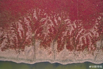 江苏东台:无人机视角看湿地红毯美如油画 江苏东台:无人机视角看湿地红毯美如油画