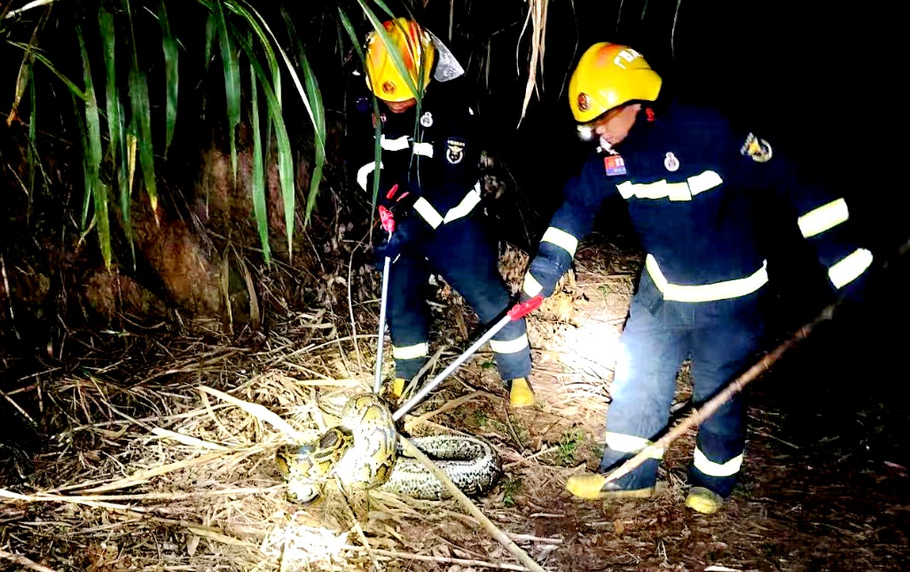 体长惊人!45斤巨蟒潜伏甘蔗地内,伺机而动? 体长惊人!45斤巨蟒潜伏甘蔗地内,伺机而动?