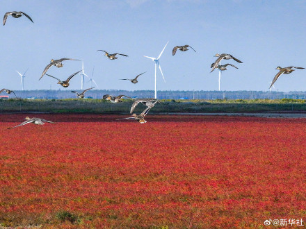 江苏东台:无人机视角看湿地红毯美如油画 江苏东台:无人机视角看湿地红毯美如油画