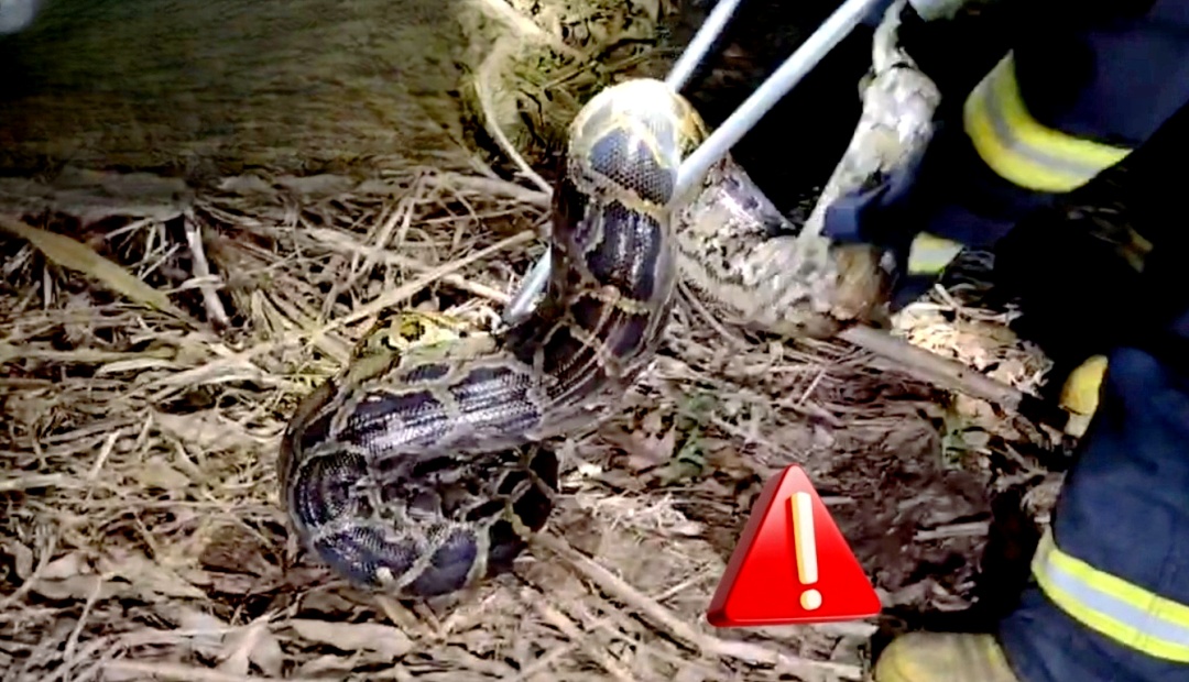 体长惊人!45斤巨蟒潜伏甘蔗地内,伺机而动? 体长惊人!45斤巨蟒潜伏甘蔗地内,伺机而动?