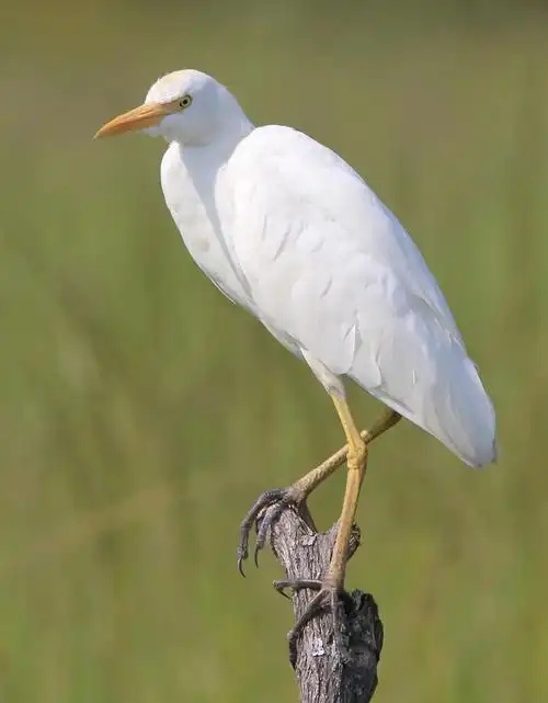 这只小可爱，叫“牛背鹭”