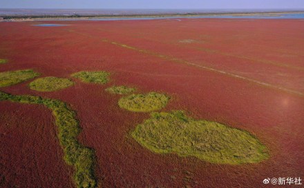 江苏东台:无人机视角看湿地红毯美如油画 江苏东台:无人机视角看湿地红毯美如油画