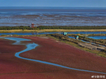 江苏东台:无人机视角看湿地红毯美如油画 江苏东台:无人机视角看湿地红毯美如油画
