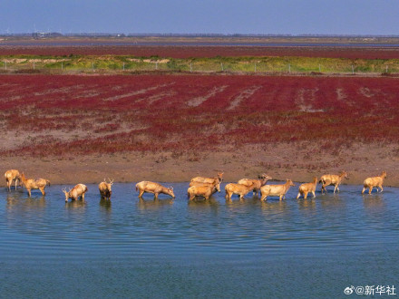 江苏东台:无人机视角看湿地红毯美如油画 江苏东台:无人机视角看湿地红毯美如油画