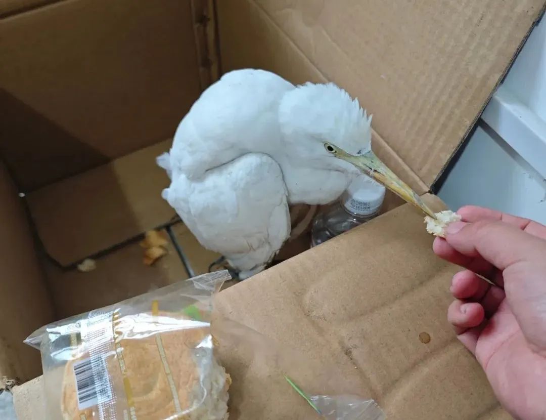 这只小可爱，叫“牛背鹭”